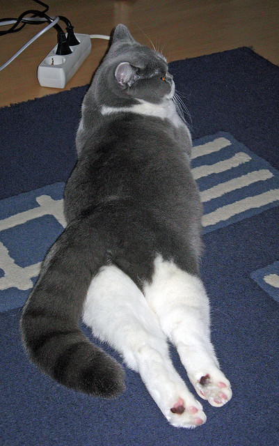 阿劳霍一剑封喉！墨西哥轻取澳大利亚，关键先生改写中北美足球新秩序