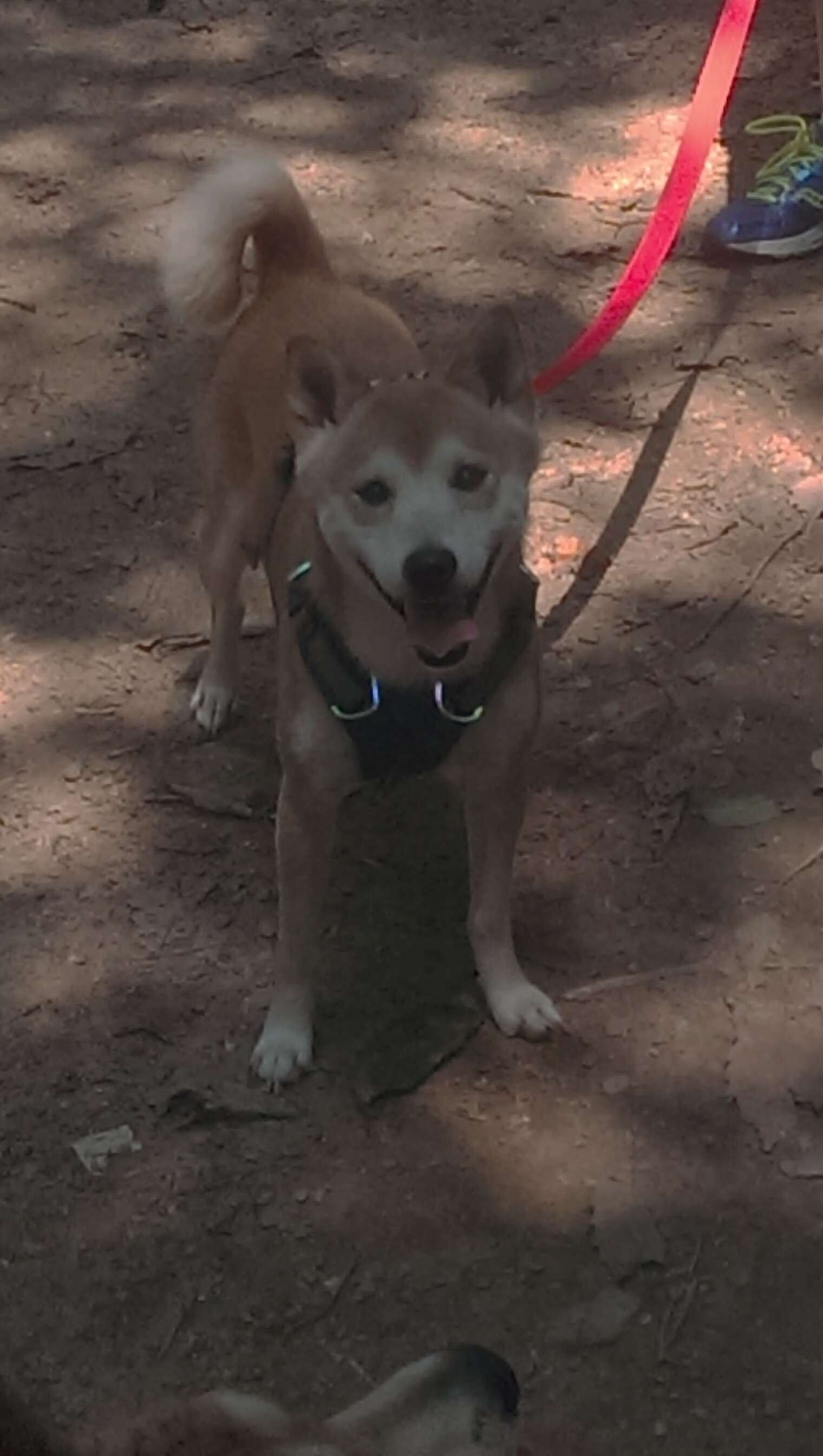 哈利伯顿一剑封喉！独行侠主场力克开拓者迎三连胜