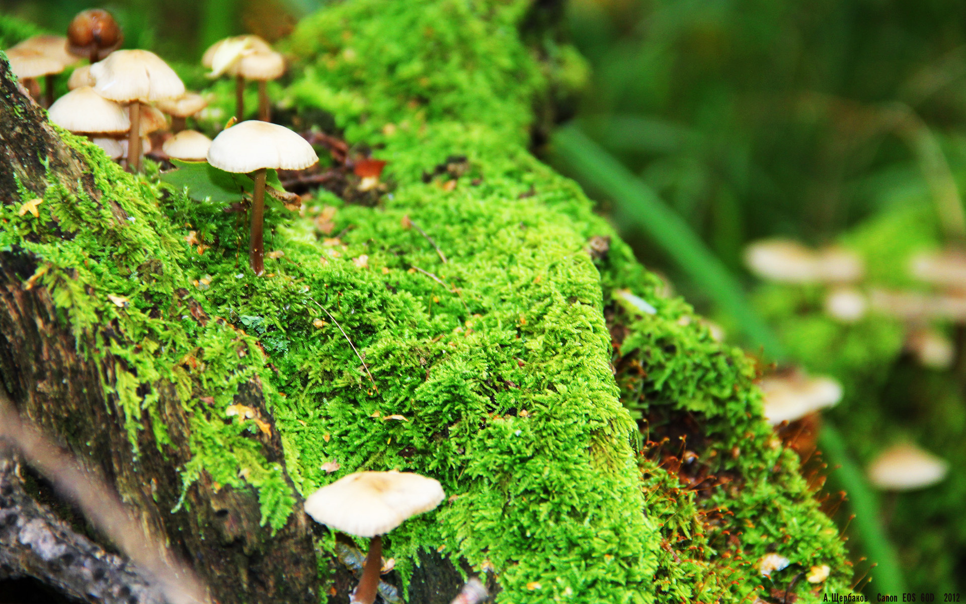 冰与火之歌，哈兰德爆发与突尼斯强韧背后的体育胜利密码