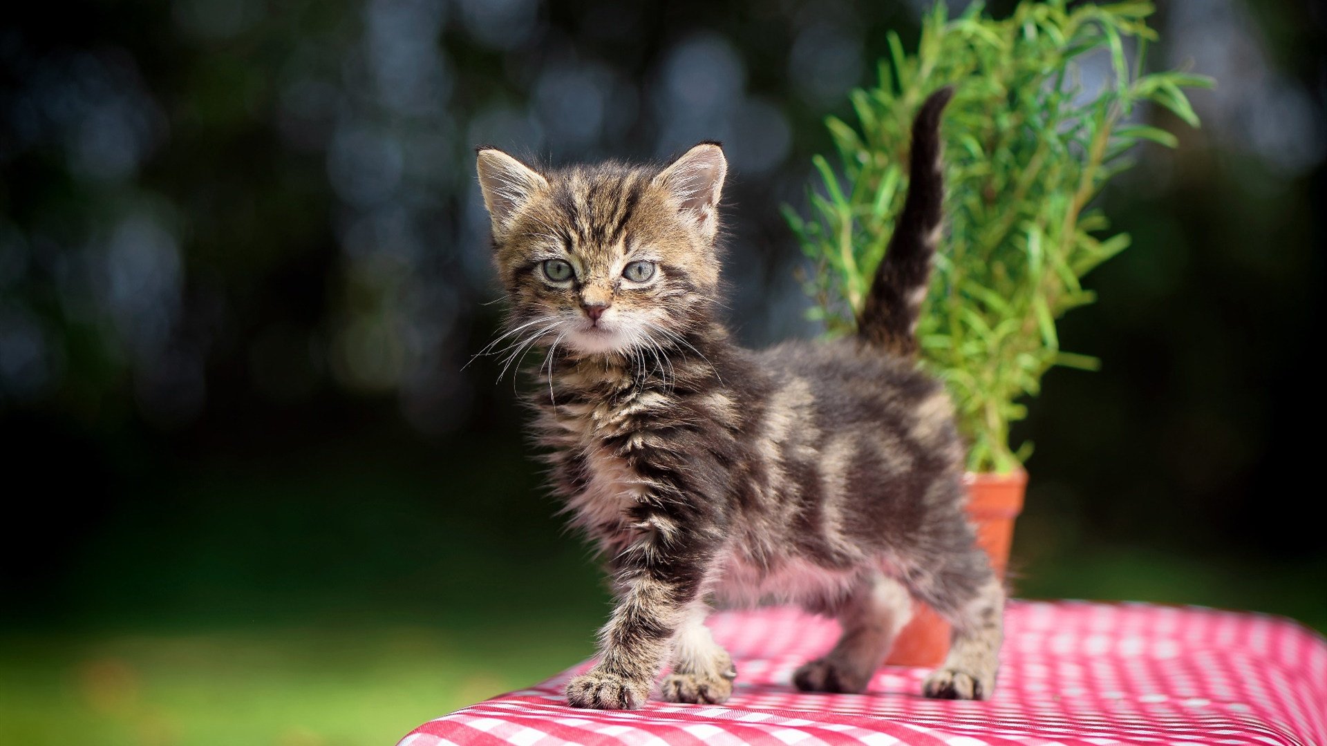 保罗末节救主湖人轻取浙江,大场面先生诠释冠军底蕴