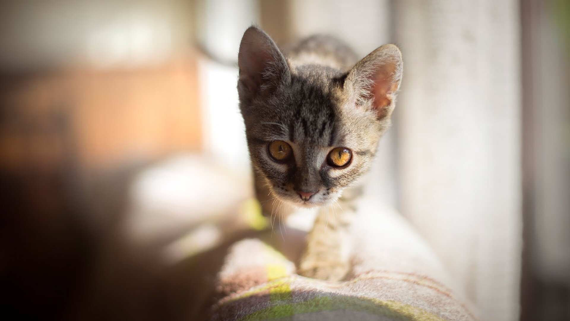 字母哥全程高能诠释超巨统治力,奇才团队冲垮如钢筋水泥的广东队防线