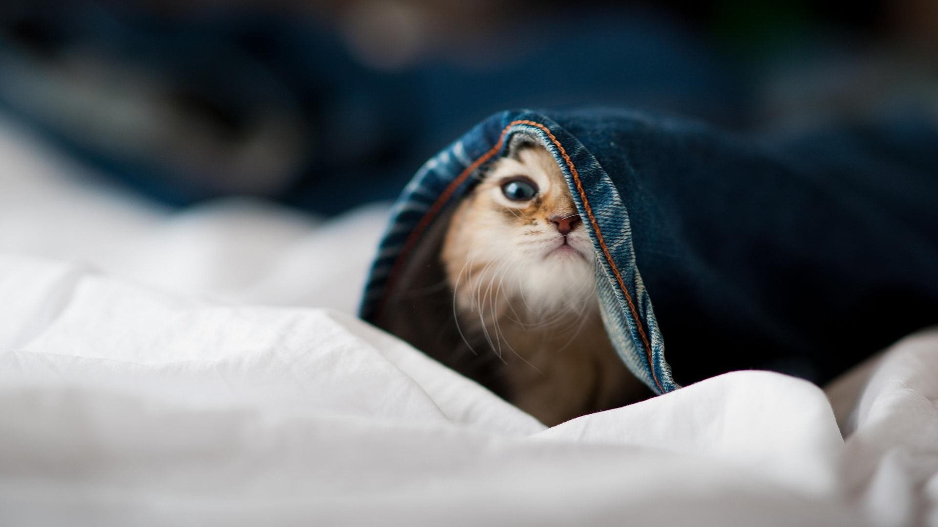 街头飙速与篮下鏖战,广厦队与凯尔特人的F1式焦点对决