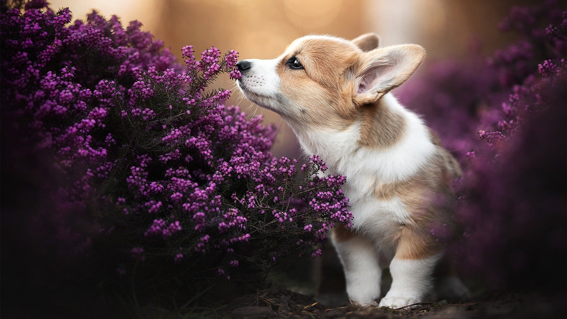 季后赛之夜，金玟哉用实力击碎质疑，闪耀NBA舞台