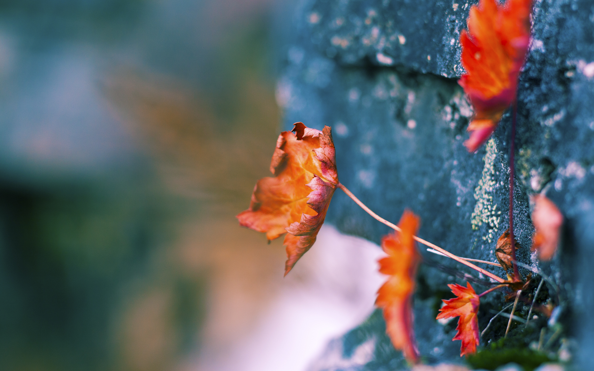 绿茵争霸与硬木对决，德甲焦点战与凯尔特人胜雄鹿的争冠启示