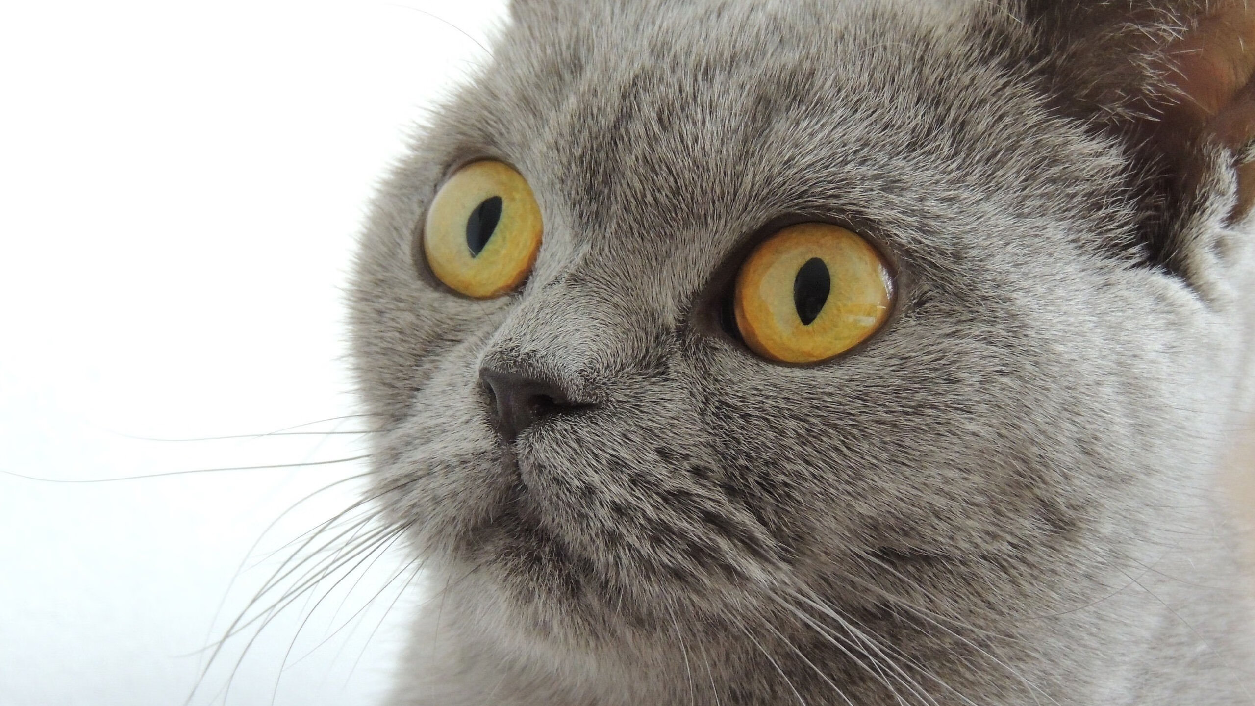 勇士狂胜太阳，浓眉关键先生闪耀全场