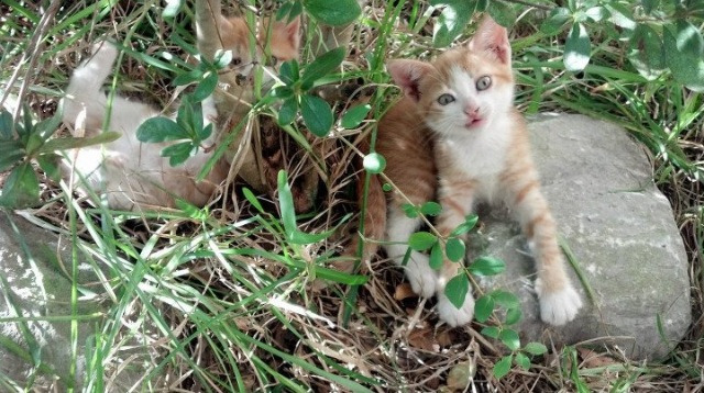 绿茵场上的双城记，德甲争冠战白热化，毕尔巴鄂爆冷皇马震撼足坛