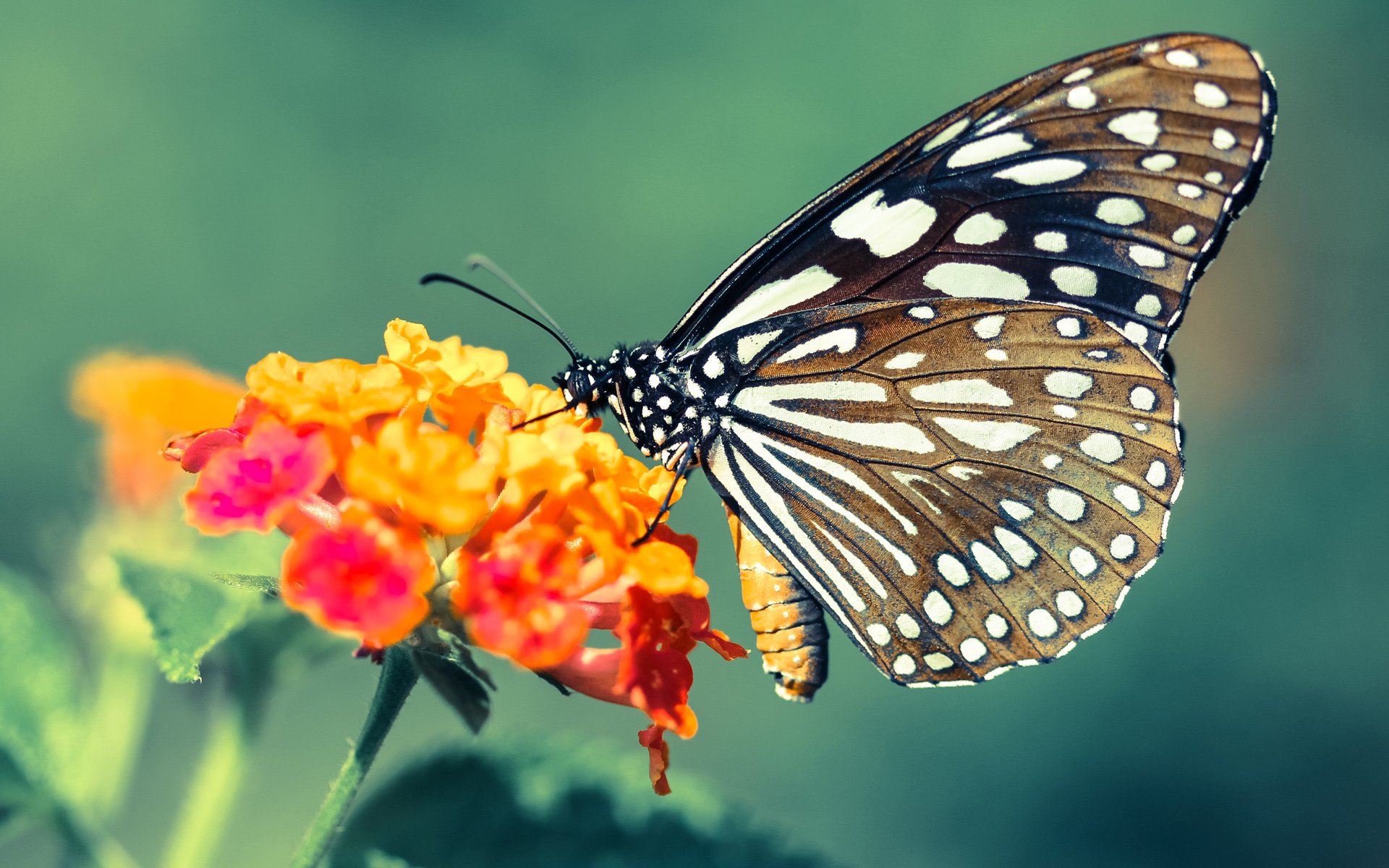 绝境箭鸣!压哨金色曙光—勇士西决生死战惊魂记