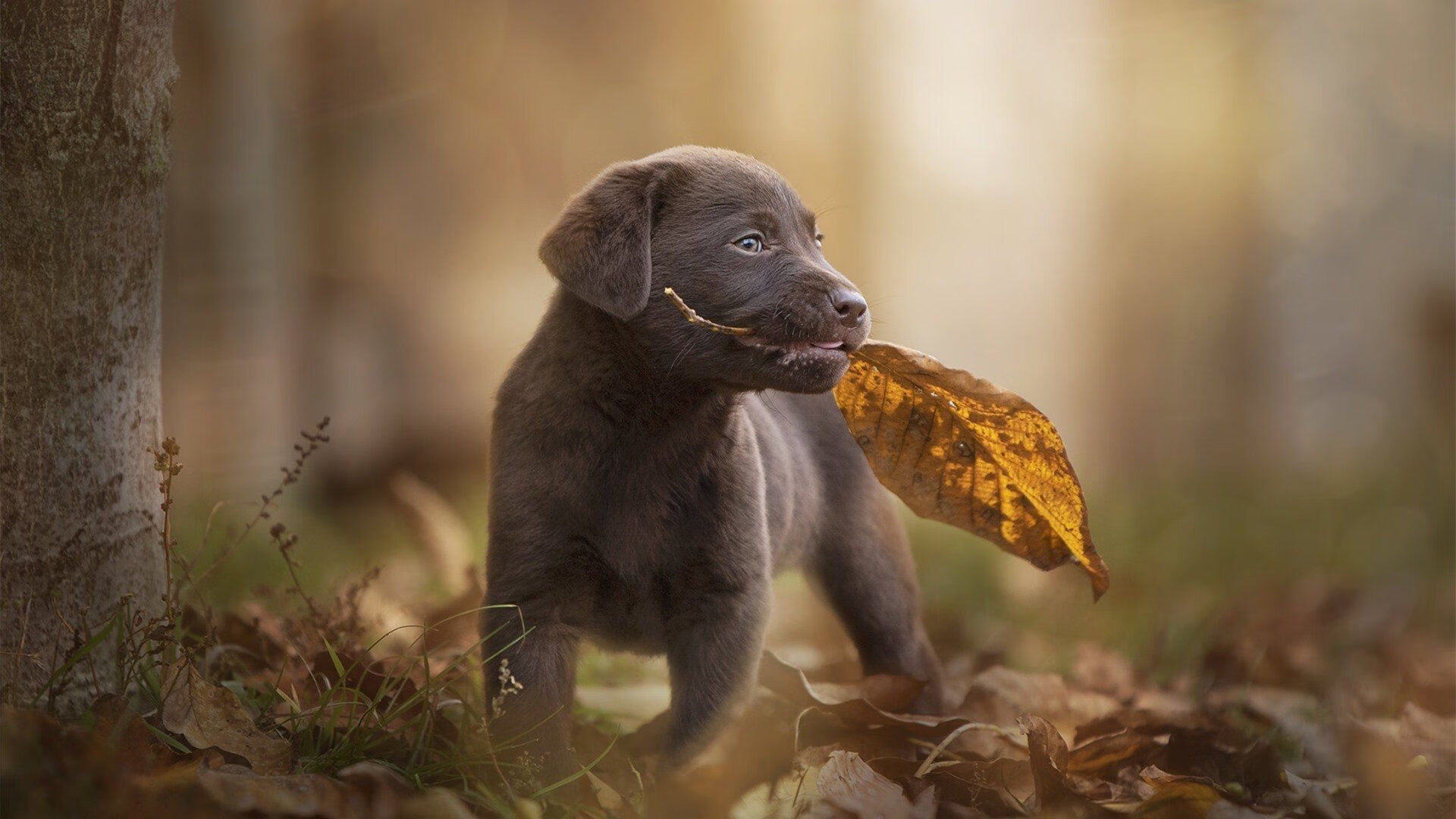 奥运周期前哨战，热火太阳厮杀，杜兰特错失证明之战