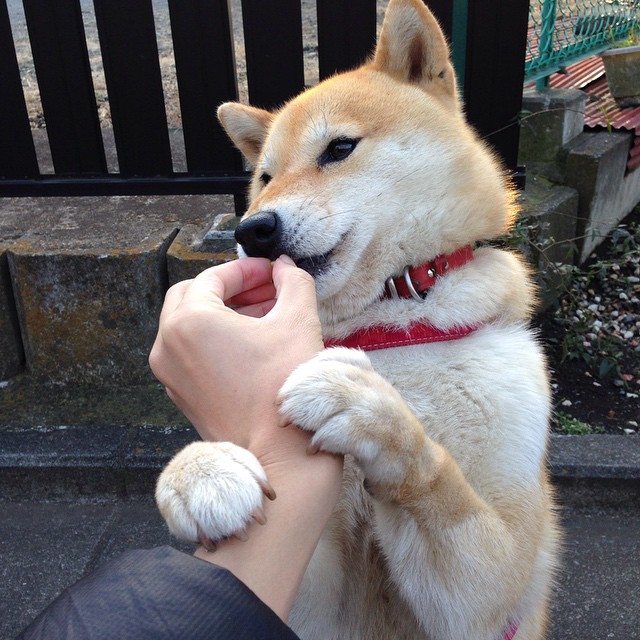 掌控与征服,奥亚尔萨瓦尔导演战局,拜仁铁骑踏碎瑞士堡垒