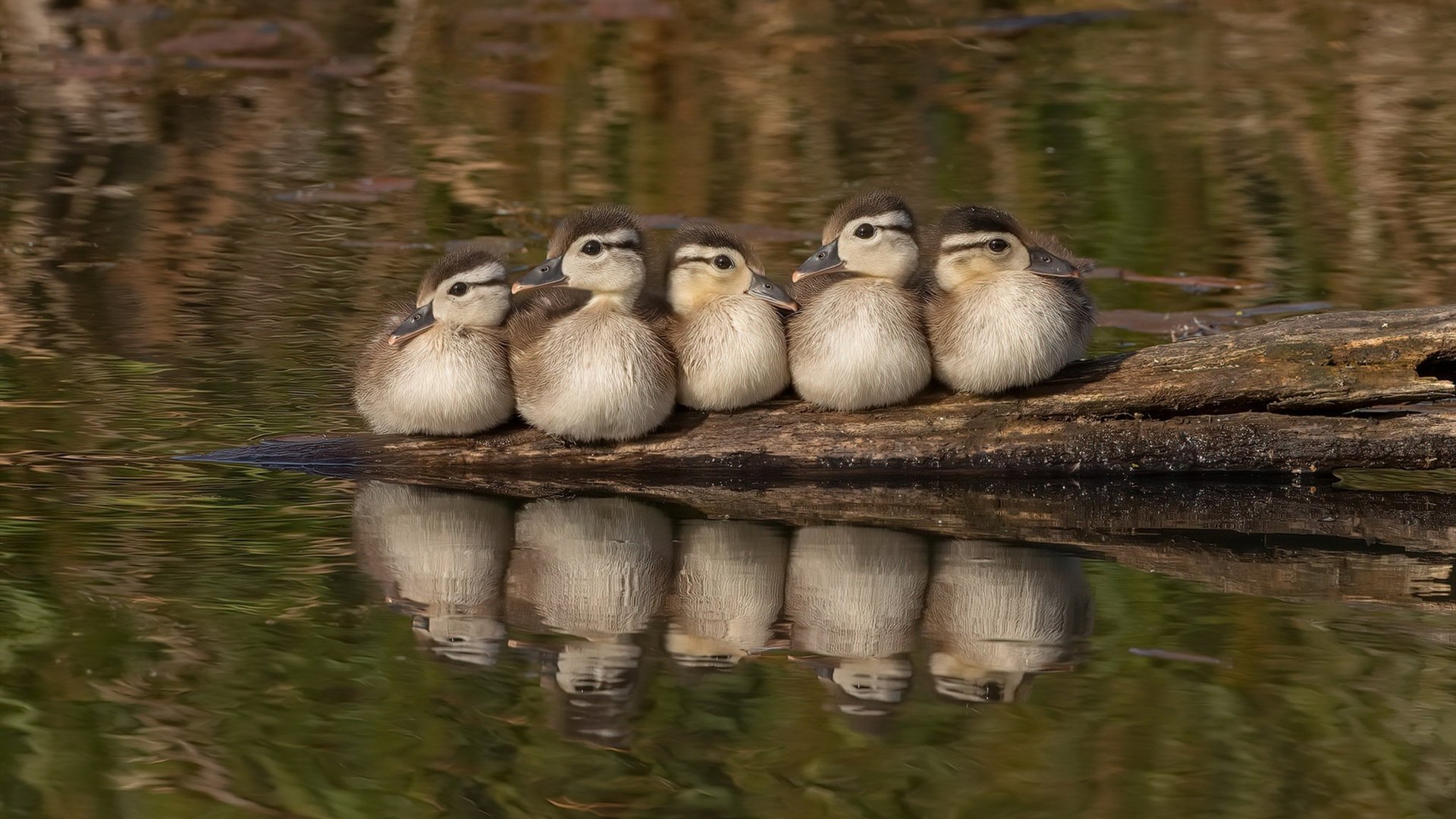封神一夜与不朽誓言