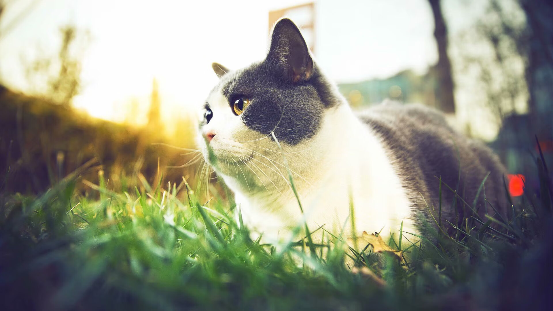 月下银龙定乾坤，法比尼奥的欧冠之夜与一剑封喉的哲学